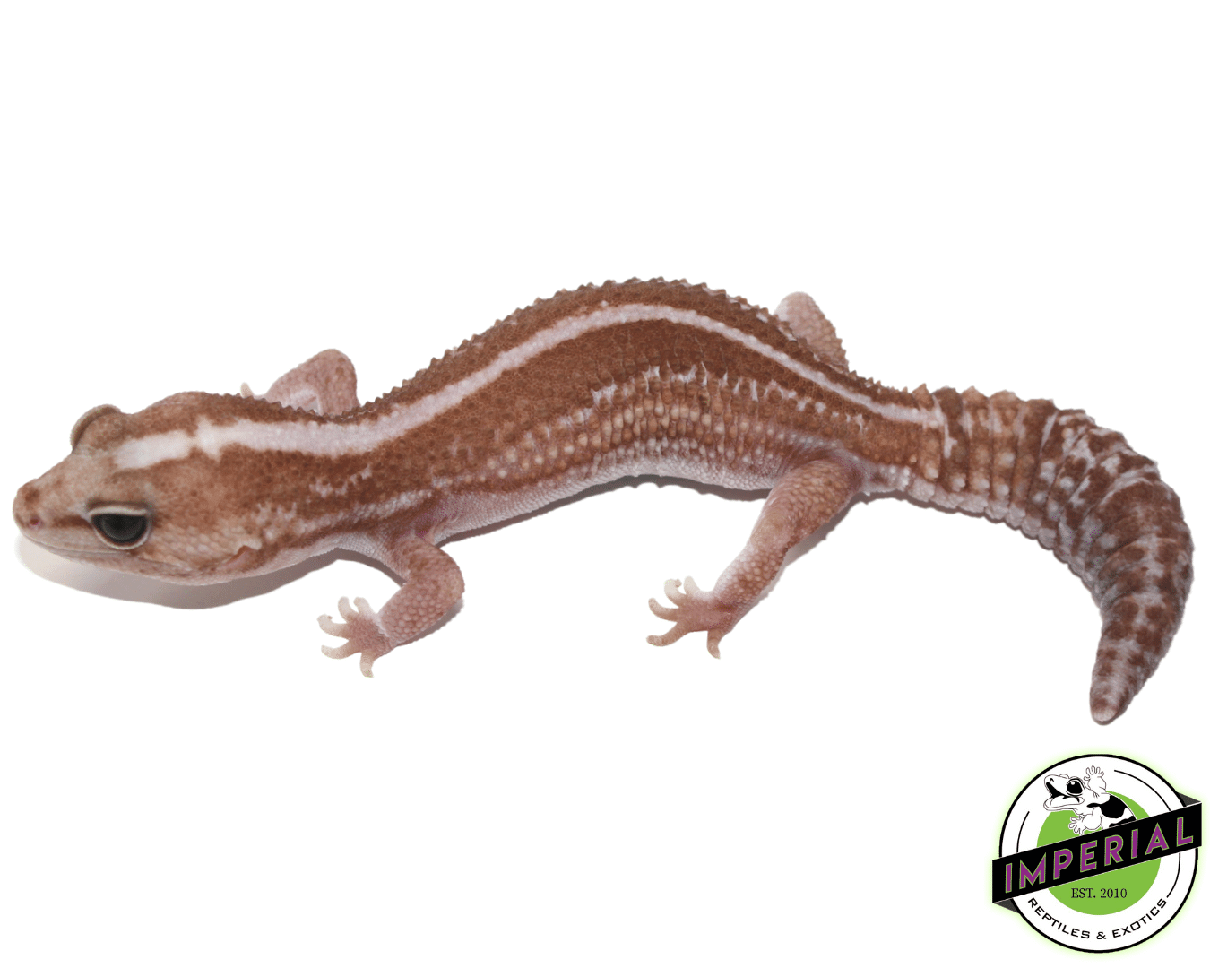 Zulu Het Caramel African Fat Tail Gecko